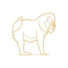 Animals Old World Monkeys Mandrill Silhouette Svg Vector, Free Vectors File